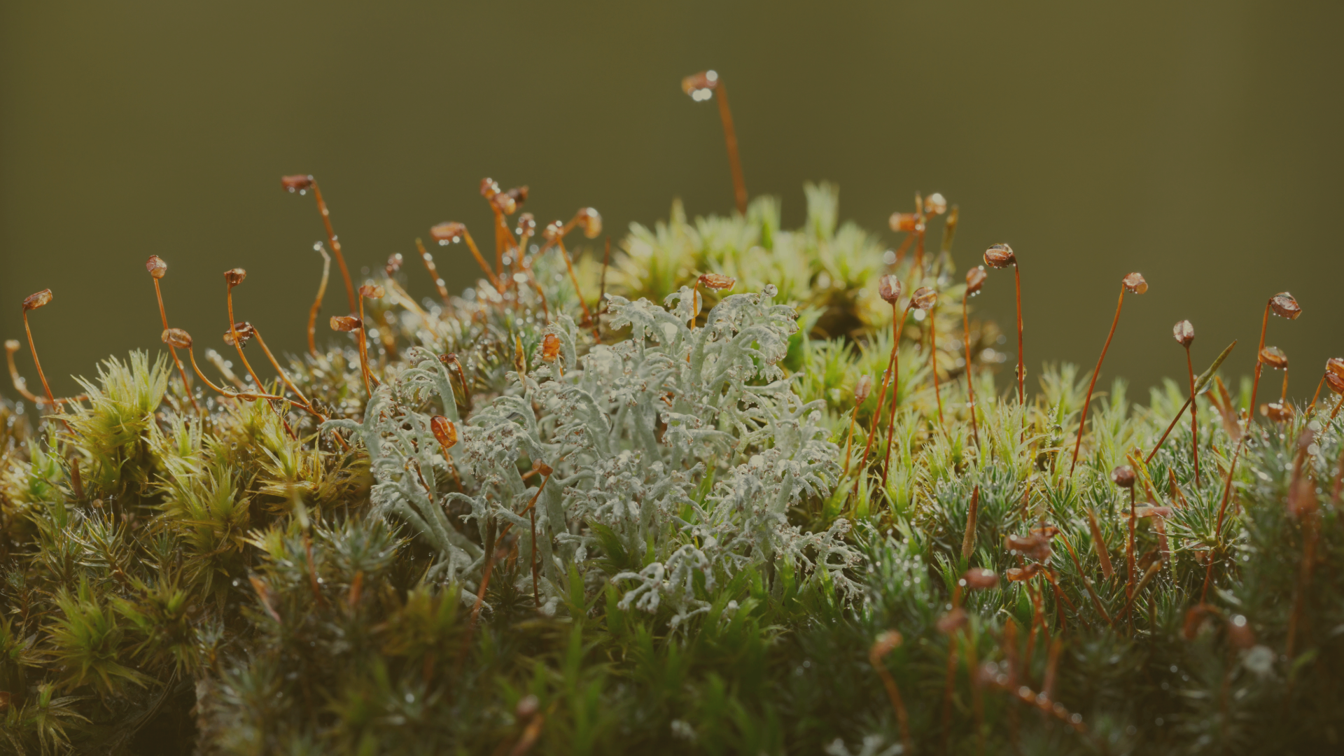 Macro view of dew-covered moss and lichen in soft natural light