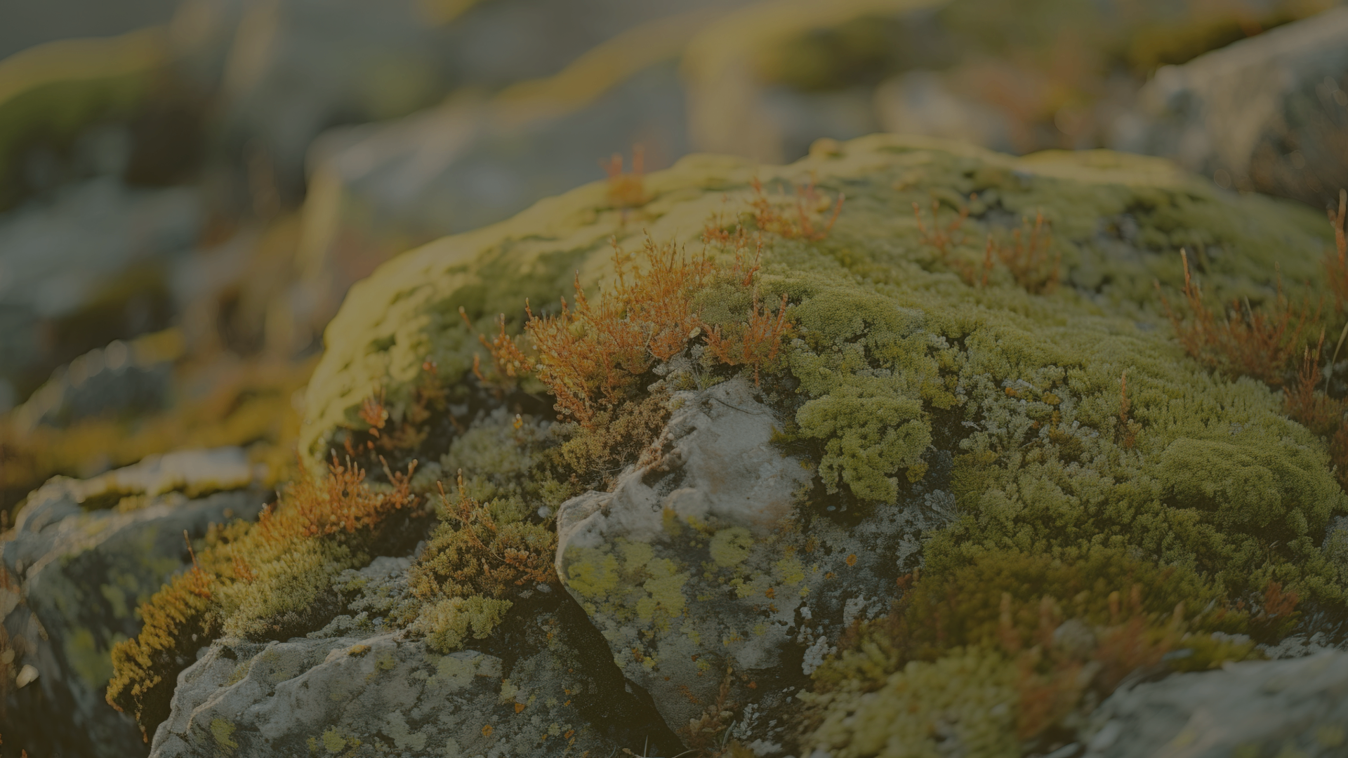 Lush mossy forest with ferns and lichen-covered trees