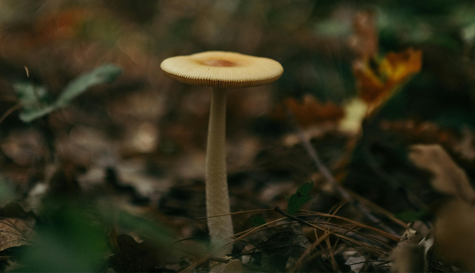 A single pale mushroom emerging from forest floor litter in soft light